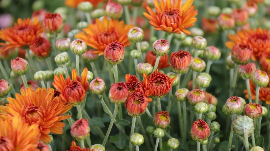 A group of blooming chrysanthemums open its petals to the crisp fall air, awaiting the cool breezes to come. The mums also fashionably sport East’s school colors: orange and green. - Laine Cibulskis