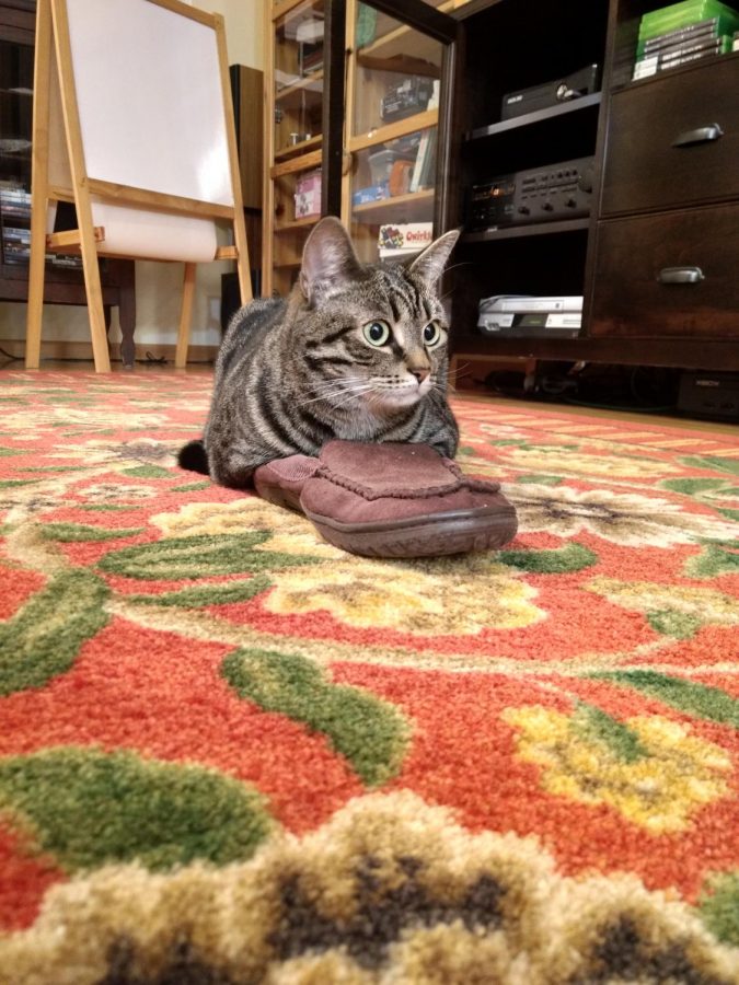 Adorable Tin Tin, no matter how shy she gets, will always make an appearance if it involves slippers. She softly tucks her paws into the seemingly huge slipper, and, though she’s timid, she sure is grateful for that shoe (as grateful as her family is to have her). - Laine Cibulskis