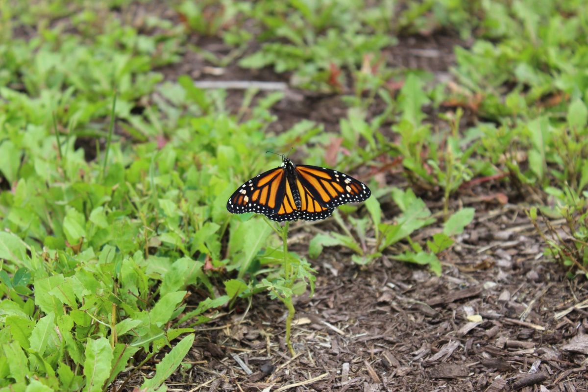 Butterfly release at Plainfield East High School on August 22, 2025.